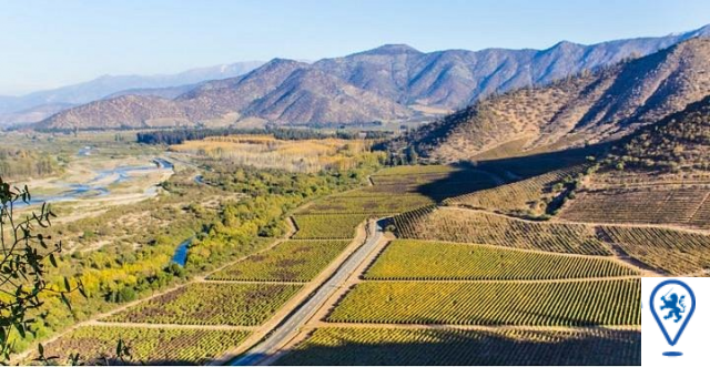 La Ruta del Vino en el Valle de Maipo: Sabores Auténticos