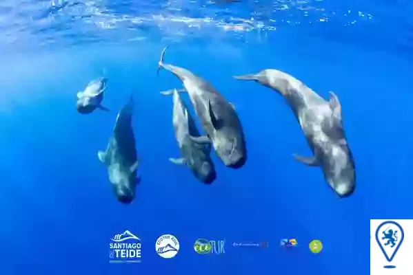 Vida marina en la costa de Santiago: Avistamiento y conservación